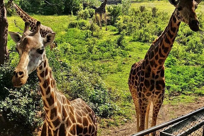 Haller Park Half-Day Tour from Mombasa - Key Highlights at Haller Park (Mombasa Half-Day)