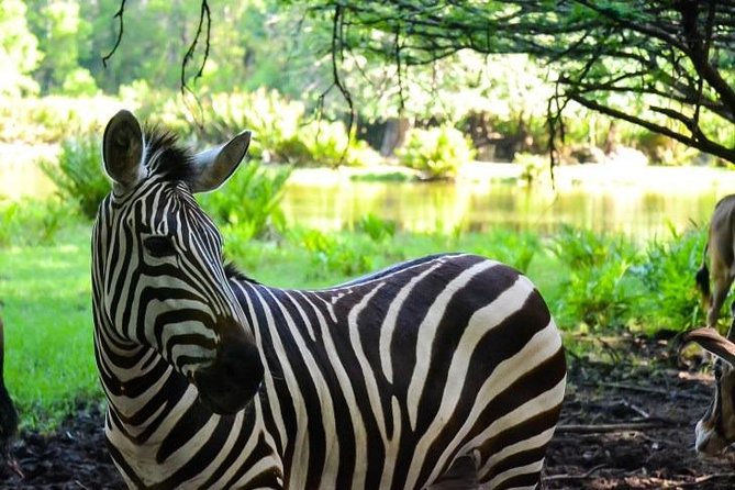Haller Park Half-Day Tour from Mombasa - Getting There From Mombasa: Pickup, Timing, and Ease