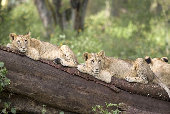 Haller Park Half-Day Tour from Mombasa - Inside the Park: Game Sanctuary, Reptiles, and Crocodiles