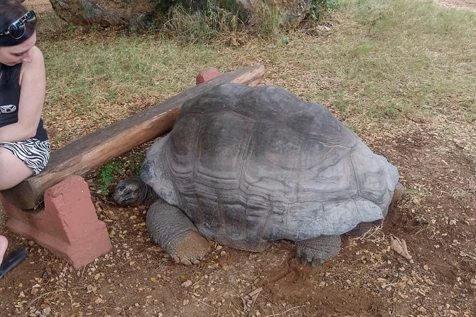 Haller Park Tour observing hippos, giraffes, birds, monkeys, crocs & others - Key highlights before you go