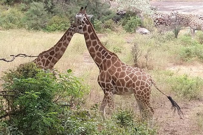 Haller Park Tour observing hippos, giraffes, birds, monkeys, crocs & others - Haller Park in Mombasa: what you are really going for
