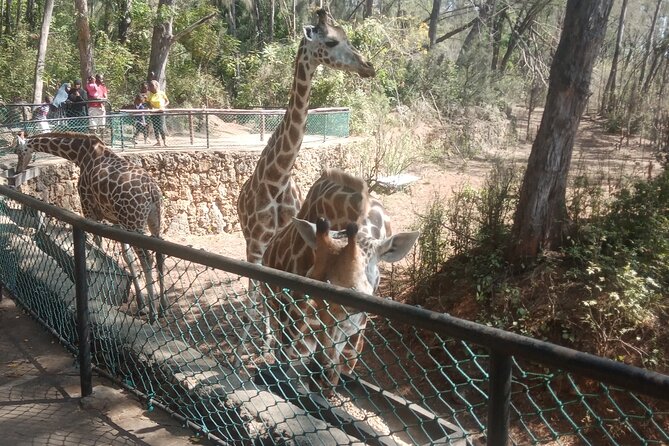 Haller Park Tour observing hippos, giraffes, birds, monkeys, crocs & others - Hippos and crocodiles during feeding: the best reason to time your visit