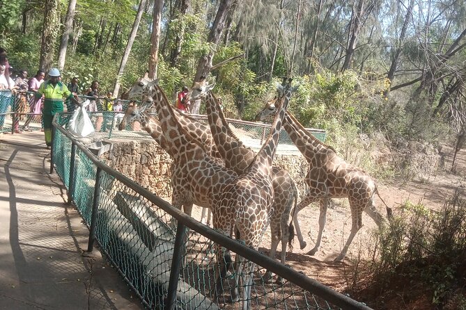 Haller Park Tour observing hippos, giraffes, birds, monkeys, crocs & others - Teddy Mwangiri and the value of a guide who knows feeding schedules