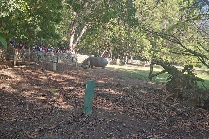 Haller Park Tour observing hippos, giraffes, birds, monkeys, crocs & others - Price and logistics: is $45 per person worth it?