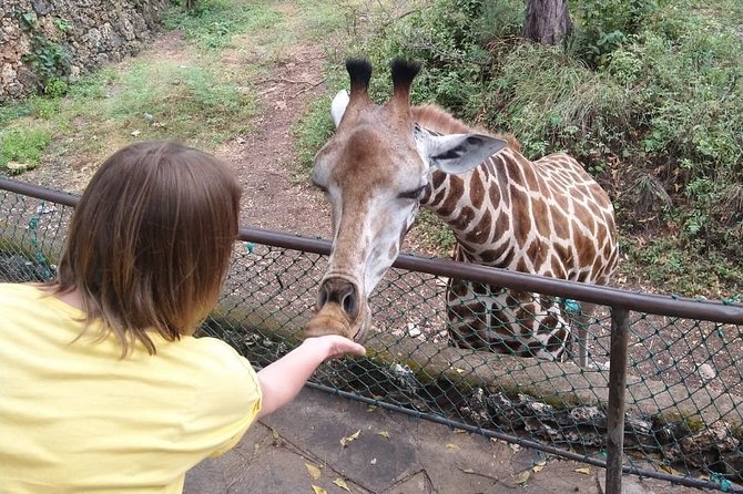 Haller Park Tour observing hippos, giraffes, birds, monkeys, crocs & others - The giraffe feeding moment, and how to make it work