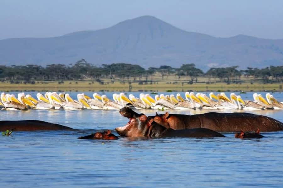 HELL'S GATE AND LAKE NAIVASHA BOAT RIDE FROM NAIROBI. - Price and value: what the $75 base really includes