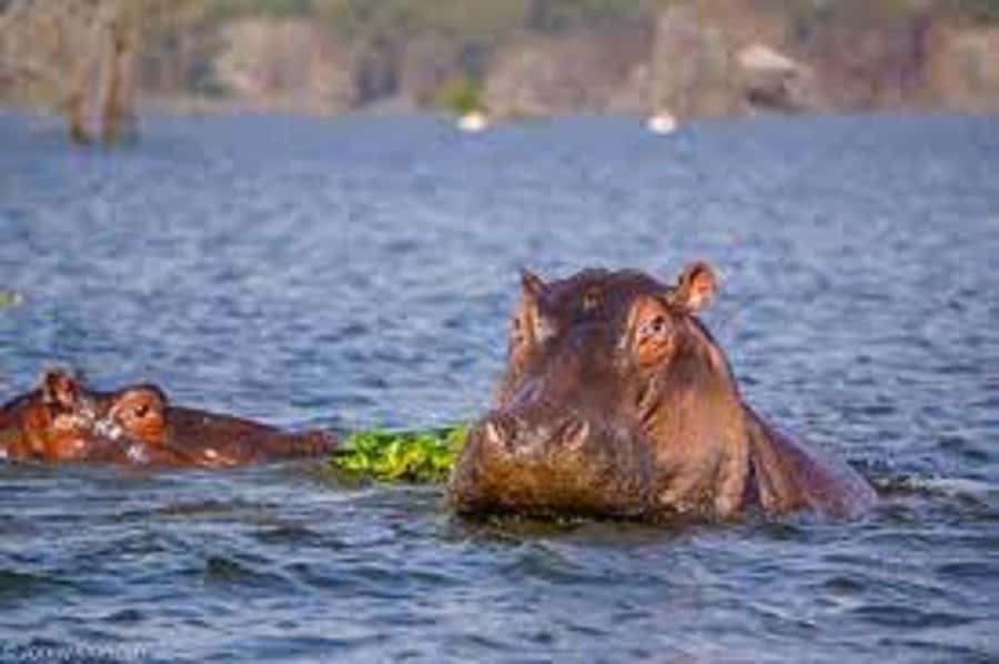 HELL'S GATE AND LAKE NAIVASHA BOAT RIDE FROM NAIROBI. - Included comforts that make the day easier