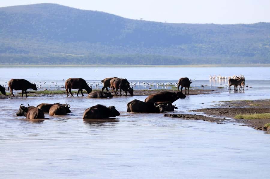 Hell's Gate and Lake Naivasha Guided Day Trip - A Nairobi Rift Valley Day Trip That Mixes Biking and a Lake Safari