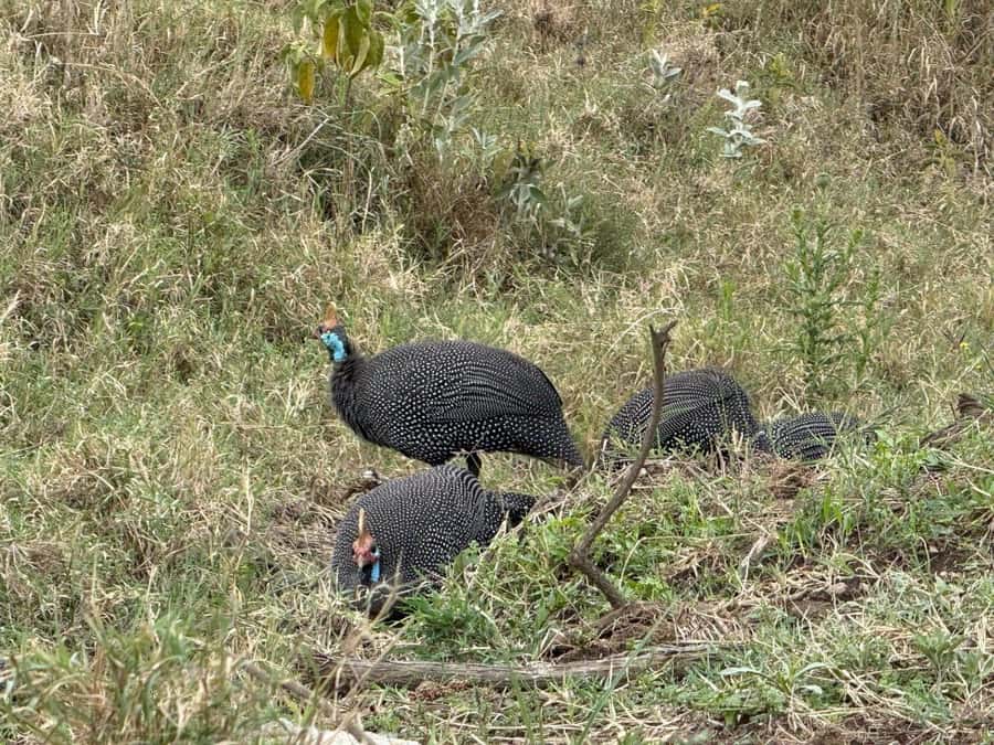 Hell's Gate Bike Ride & Crescent Island Boat Ride Experience - Lake Naivasha boat cruise: birds as your main cast