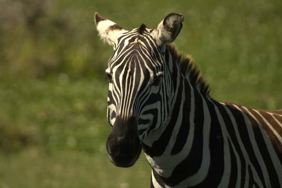 Hell's Gate & Lake Naivasha: Bike Tour, Hike & Boat Ride - Bicycle safari time, cycling beside zebra and gazelles