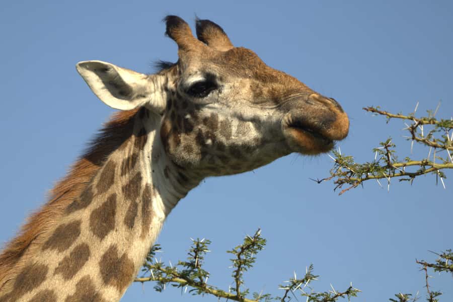 Hell's Gate & Lake Naivasha: Bike Tour, Hike & Boat Ride - Optional Fischer’s Tower climb, for the people who want more than views