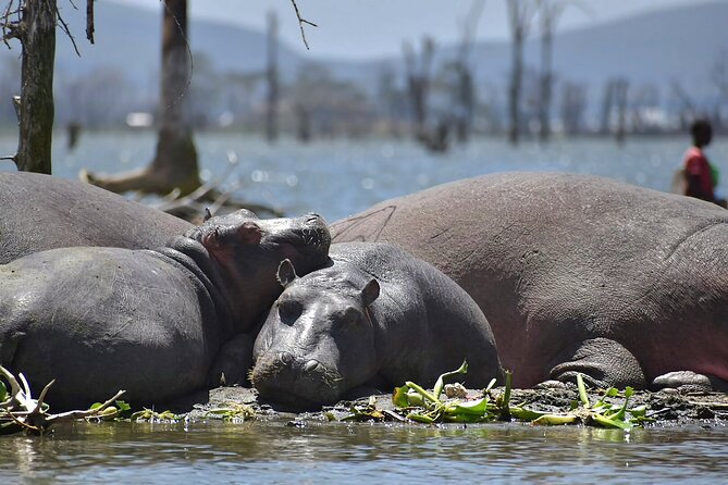Hell's Gate National Park and Lake Naivasha Private Tour - Price and logistics: what $95 includes, and what you should budget