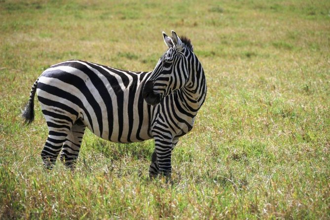 Hells Gate Excursion in Naivasha - Lake Naivasha Boat Ride: Hippos, Birds, and Crescent Island-Style Wildlife Time
