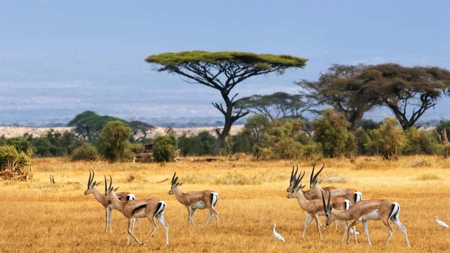 Hells Gate National Park and Lake Naivasha Day Tour - Wildlife Viewing That Feels Personal, Not Distant
