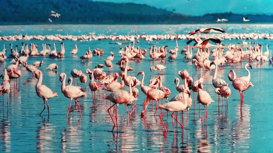 Hellsgate and Lake Naivasha Day Trip from Nairobi - Guides make the day feel easy
