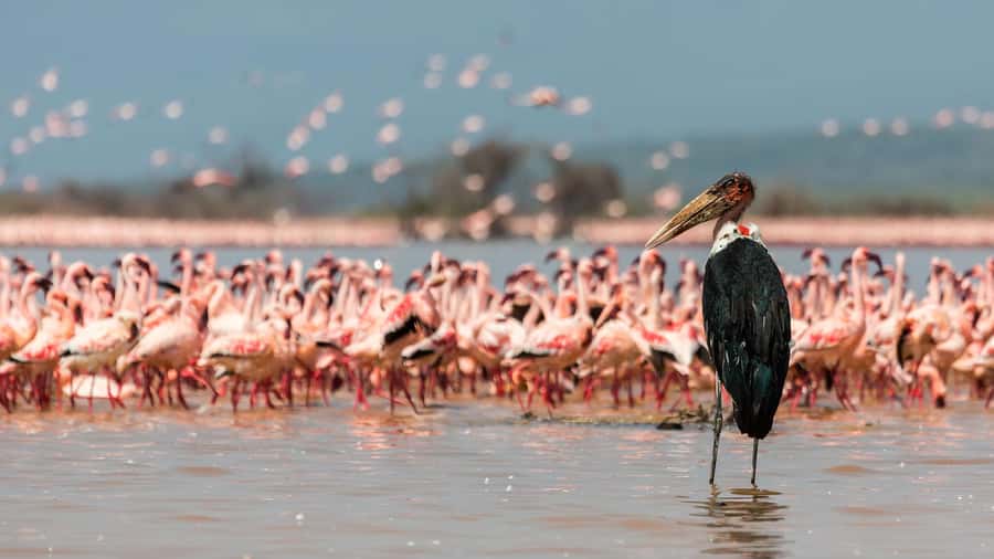 Hellsgate and Lake Naivasha Day Trip from Nairobi - Lake Naivasha: Crescent Island and the guided animal walk option