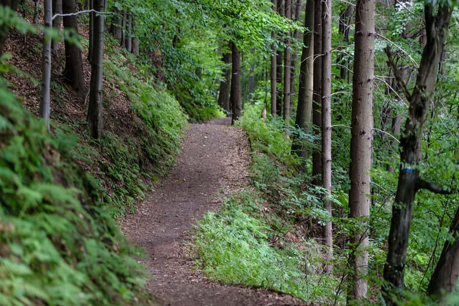 Hike in The Karura Forest - Optional add-ons: mountain biking and horseback riding