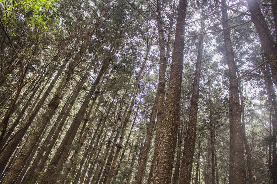 Hike in The Karura Forest - Meet Musa and your small-group hiking rhythm