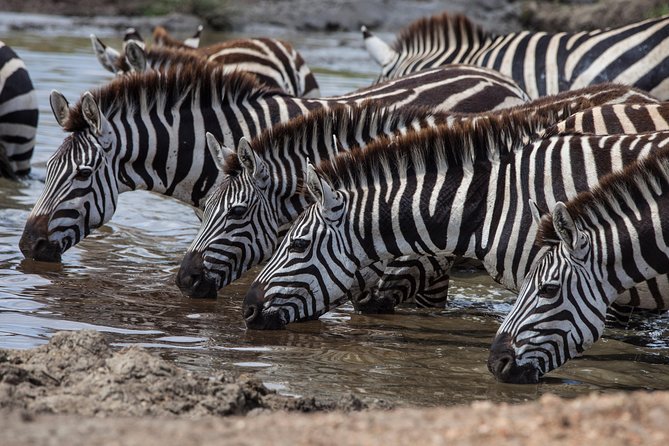 Introducing Kenya Safari Package - Key highlights to look for in this Kenya safari