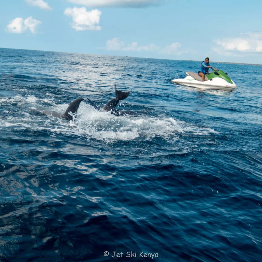 Jet Ski Dolphin Safari - From briefing to test drive: how safety is handled in the first hour