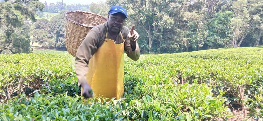 Kaimbethu tea farm tour and lunch package - Indigenous forest walking: colobus monkeys and birdlife