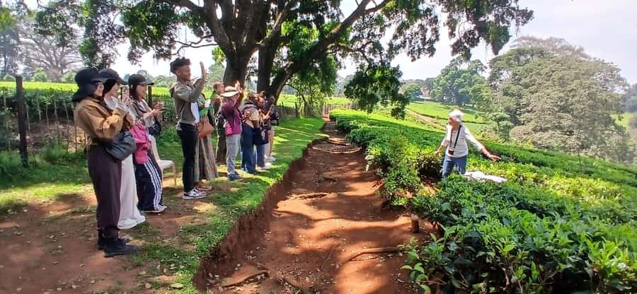 Kaimbethu tea farm tour and lunch package - Tea tasting and the end-of-day wrap-up
