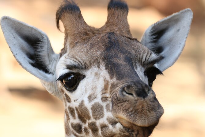 Karen Blixen Museum, Beads craft and Giraffe Day tour - Timing, transport, and what makes the day feel easy