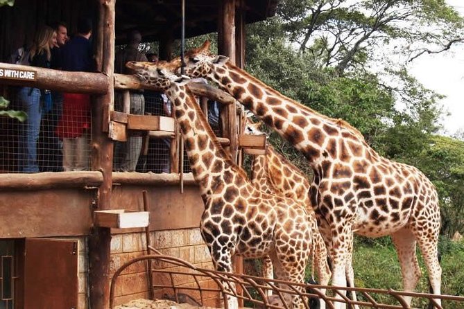 Karen Blixen Museum & Giraffe Centre Half day tour - Key things that make this half-day tour work