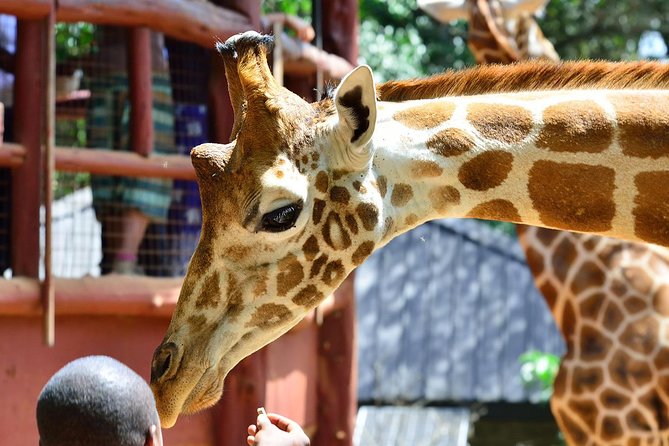 Karen Blixen Museum & Giraffe Centre Half day tour - Why the Karen Blixen Museum and Giraffe Centre pairing makes sense