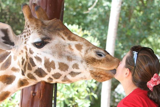 Karen Blixen Museum & Giraffe Centre Half day tour - Small-group comfort, and why guide quality matters here