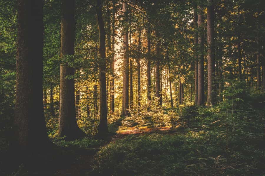 Karura forest A walking tour from Nairobi - Key highlights worth knowing