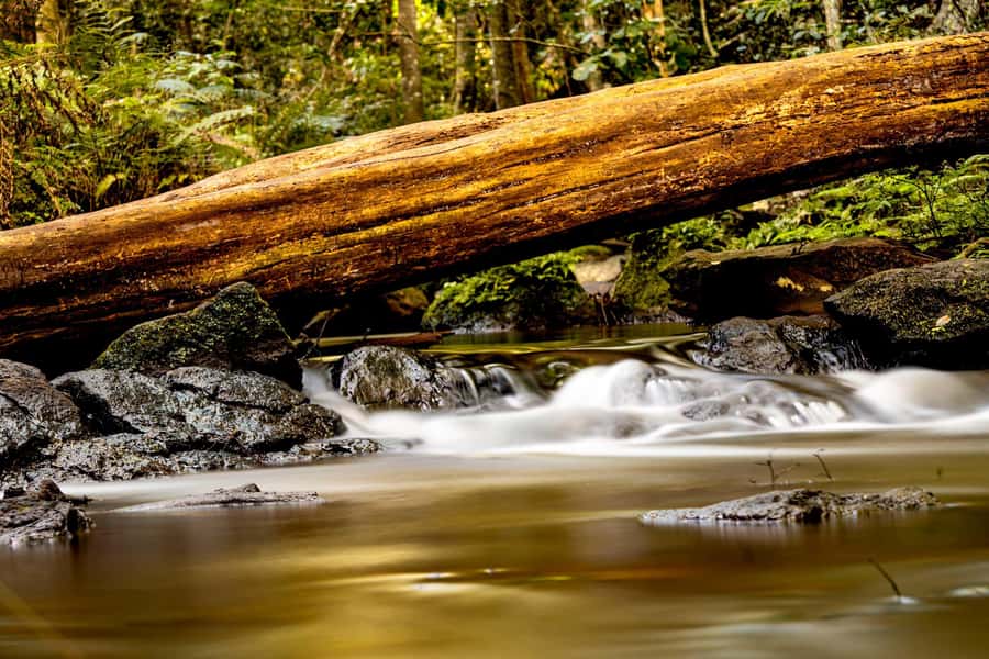 Karura forest A walking tour from Nairobi - Karura Forest: Why this Nairobi day tour feels different
