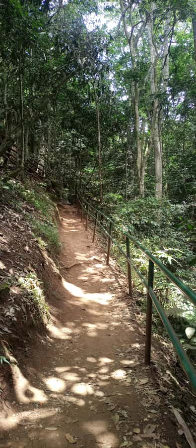 Karura forest: A walking tour into Nairobi's Nature Oasis - A Nairobi Nature Break: Why Karura Forest Feels Like a Reset Button