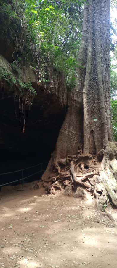 Karura forest: A walking tour into Nairobi's Nature Oasis - Fig Tree Circuit and River Walk: Slow Steps, Big Trees, Calm Water