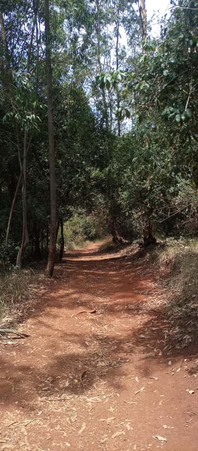 Karura forest: A walking tour into Nairobi's Nature Oasis - Picnic Lunch in the Trees: Plan What You Bring (Food Is Not Included)