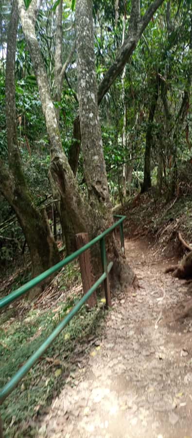 Karura forest: A walking tour into Nairobi's Nature Oasis - Who This Walking Tour Fits Best (And Who Might Want Something Else)