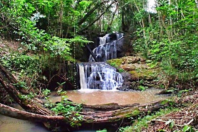 Karura Forest Hiking and Bike Tour - Karura Forest: Nairobi’s Birding + Waterfall Playground