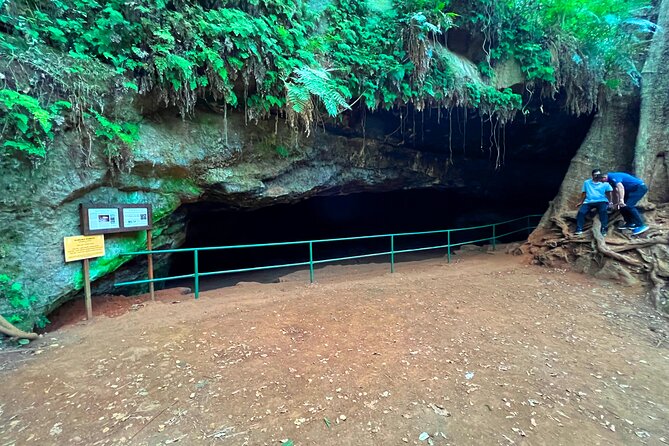 Karura Forest Nature Trail - Birdwatching in a 200 species forest: what you can realistically aim for
