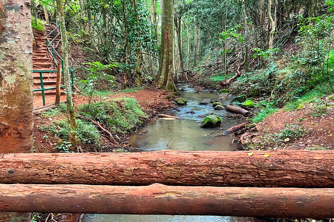 Karura Forest Nature Trail - Biking, dog walking, and other park activities you can add
