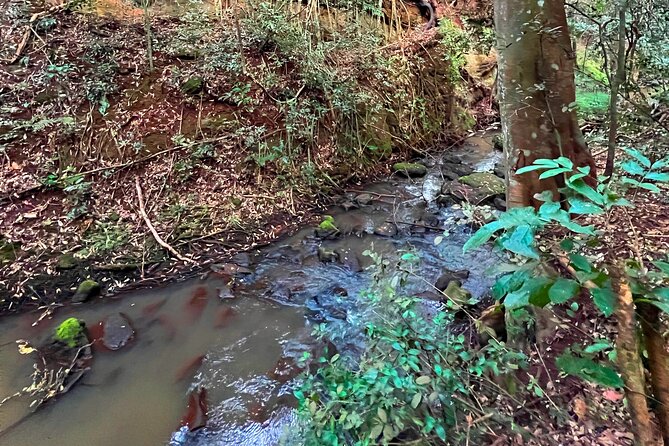 Karura Forest Nature Trail - Price and value: what $90 really buys you