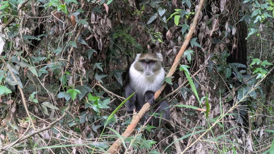 Karura Forest: Walking tour with Nature and Waterfalls. - Two waterfall stops for pictures, sound, and a bit of drama