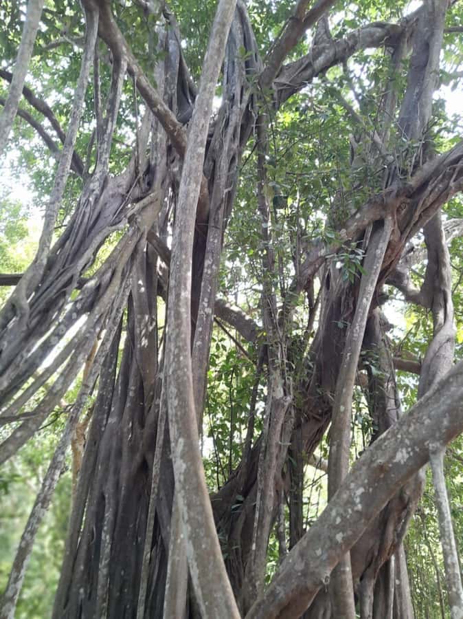 Kaya Kinondo Sacred Forest Guided Tour - Key things you’ll notice on Kaya Kinondo
