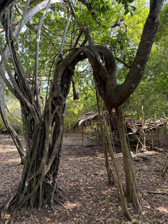 Kaya Kinondo Sacred Forest Guided Tour - The guided hike: walking a maintained trail under ancient trees