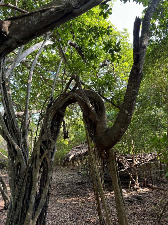Kaya Kinondo Sacred Forest Guided Tour - Meeting in Diani: pickup timing, transfer, and first impressions