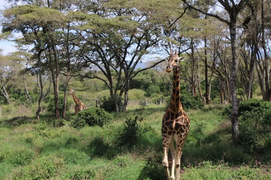 Kenya: 7-Day Big 5 Safari Tour from Nairobi - Key Highlights Worth Your Attention