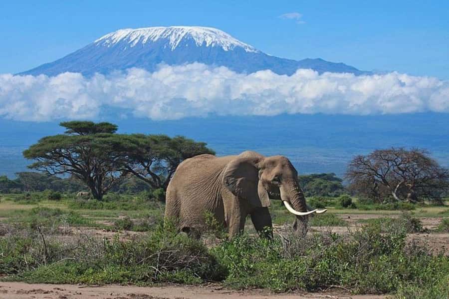 Kenya: 7-Day Big 5 Safari Tour from Nairobi - Maasai Mara to Amboseli: Why This Kenya Big 5 Route Feels Efficient