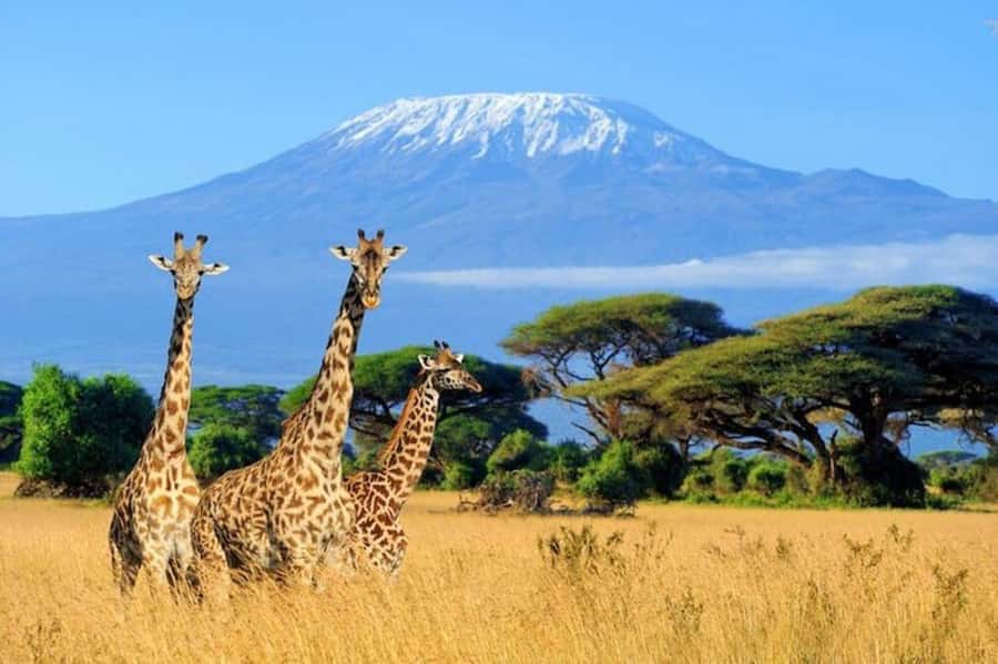 Kenya: 7-Day Big 5 Safari Tour from Nairobi - Day 2 in Maasai Mara: Full Big Five Day, River Action, and Picnic Lunches