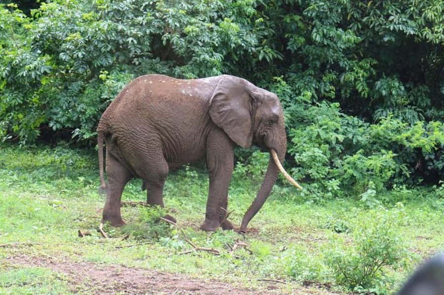 Kenya: 7-Day Big 5 Safari Tour from Nairobi - Day 5 Drive Into Amboseli: Kilimanjaro Backdrops and Getting Settled for Afternoon Viewing