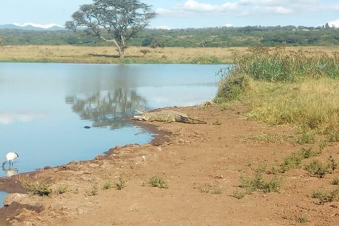 Kenya safari - Entering Kenya Safari mode: how this private week is set up