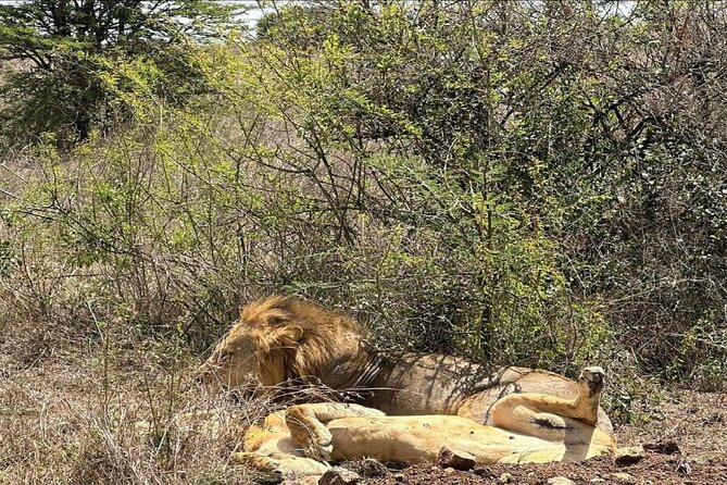 Kenya safari - Maasai Mara arrival: Big Five drives plus sundowners and Maasai culture